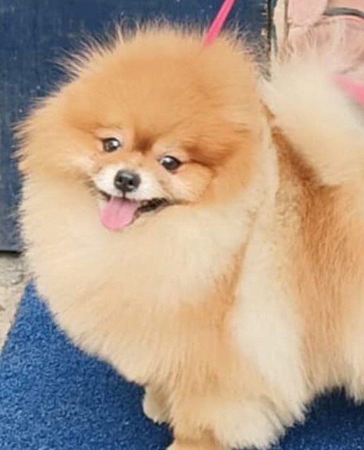 Purchase Friendly Toy Pomeranian  Puppy from Mumbai